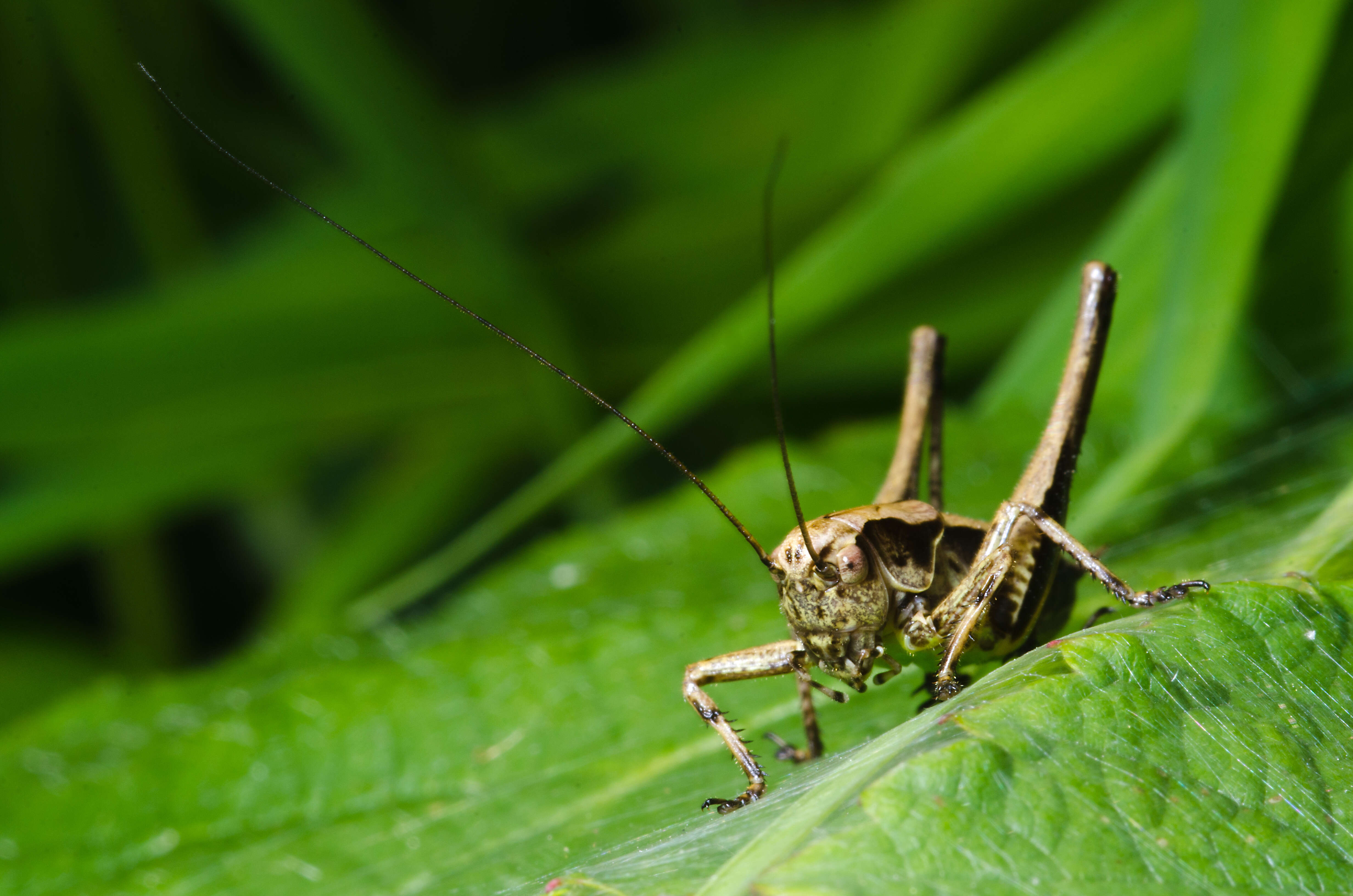 Image of dark bush-cricket