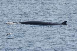 Image of Common Minke Whale