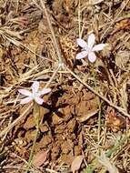 Image of Dianthus libanotis Labill.