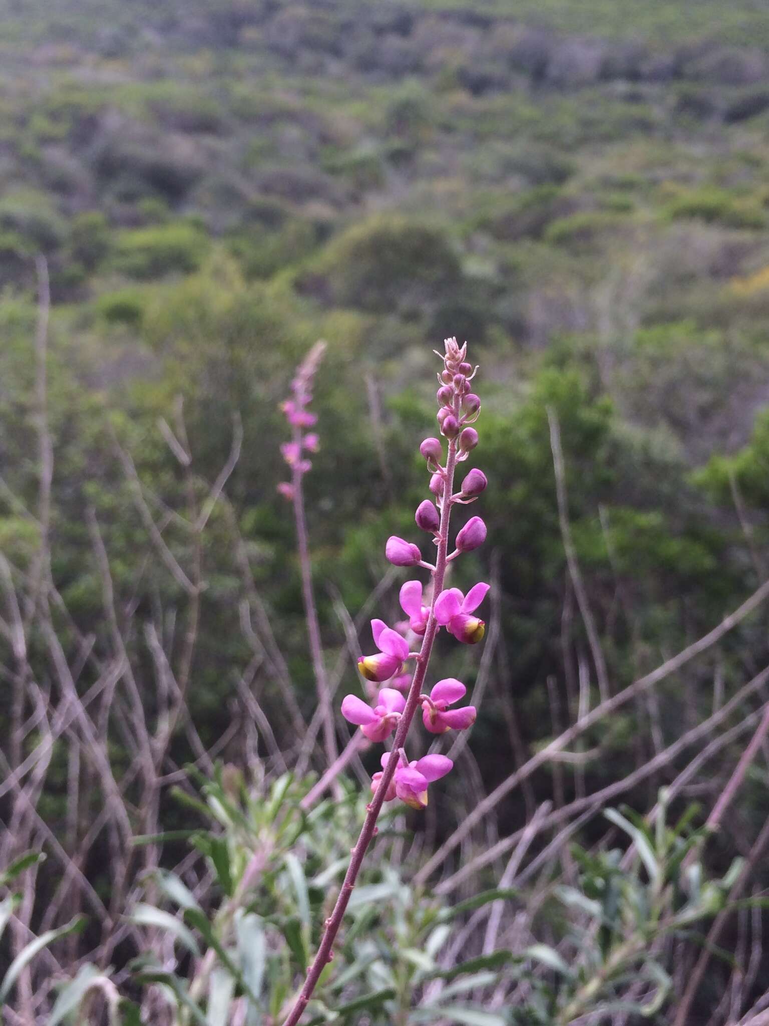 Image of Monnina cuneata A. St.-Hil.