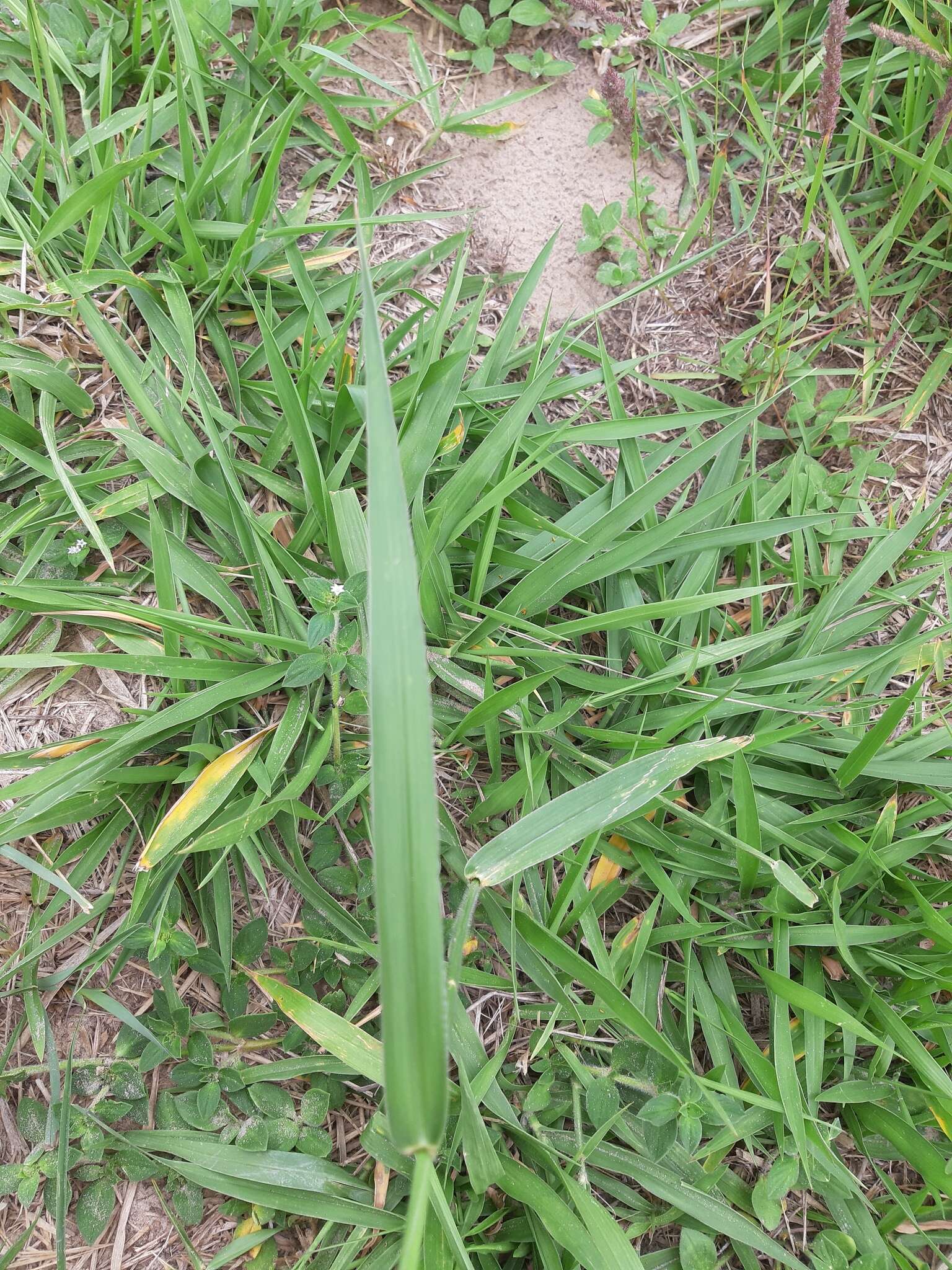 Image of Common signal grass