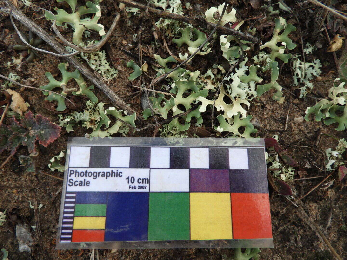 Image of Resurrection lichen