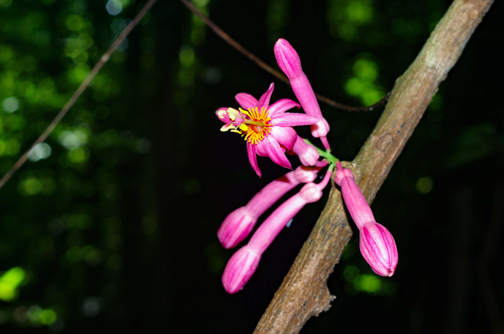 Image of Passiflora amoena L. K. Escobar