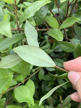 Image of Litsea rotundifolia var. oblongifolia (Nees) C. K. Allen