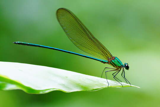Image of Clear-winged forest glory