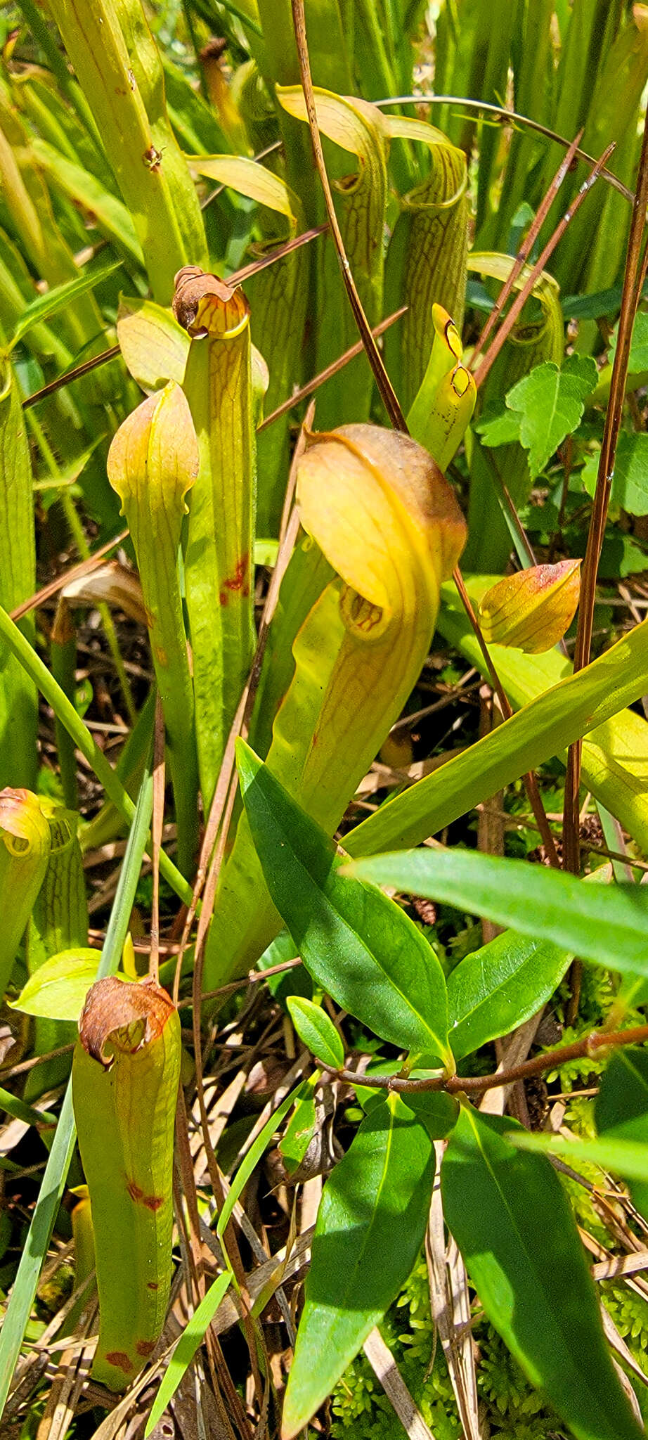 Image of sweet pitcherplant