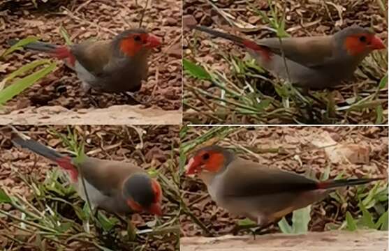 Image of Orange-cheeked Waxbill