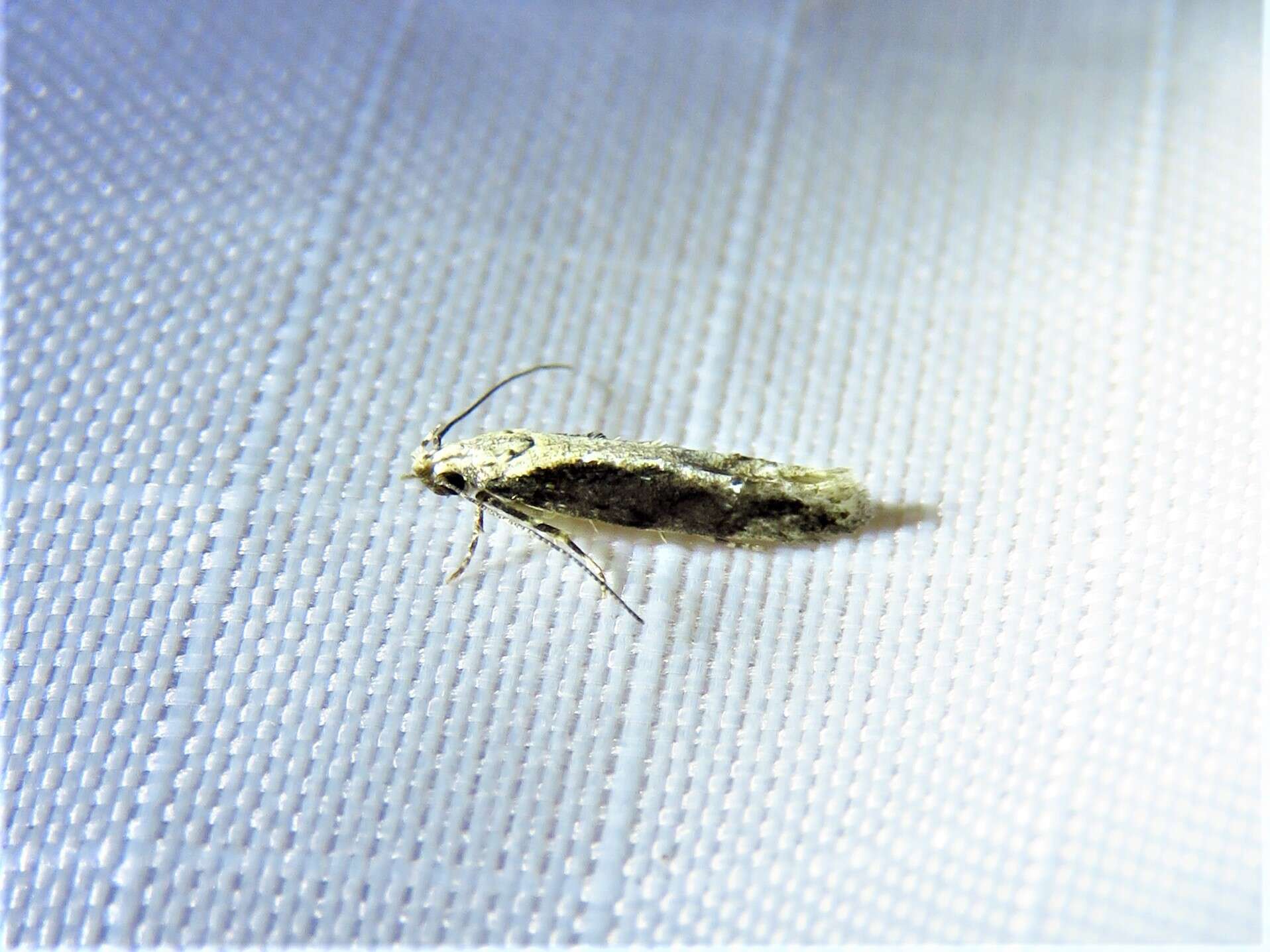 Image of Coleotechnites Flower Moth