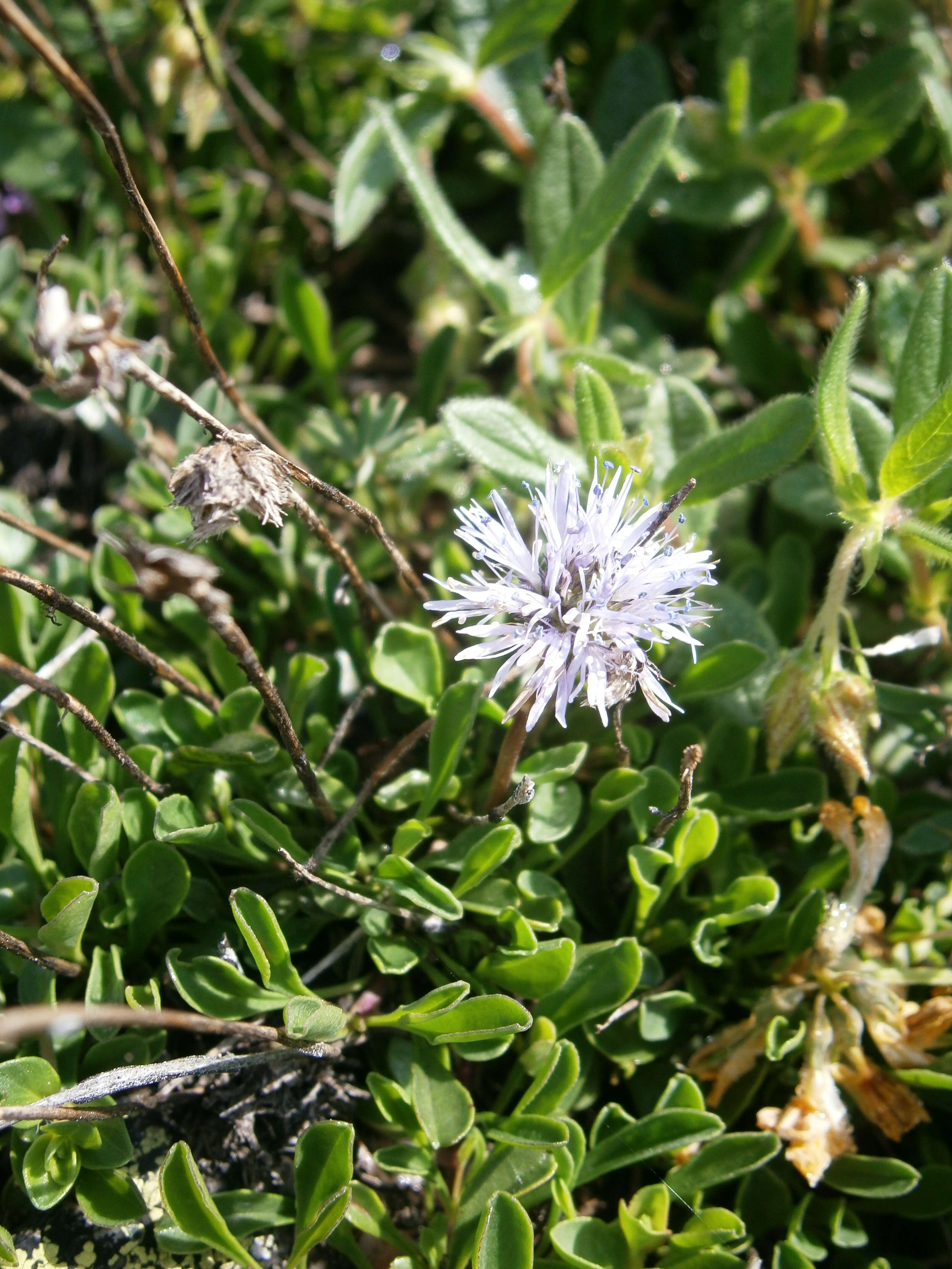 Image of Heart-leaf Globe Daisy