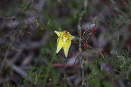 Caladenia flava subsp. flava resmi