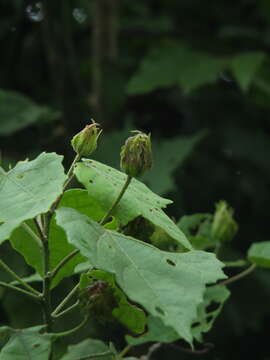 Image of Hibiscus platanifolius (Willd.) Sweet