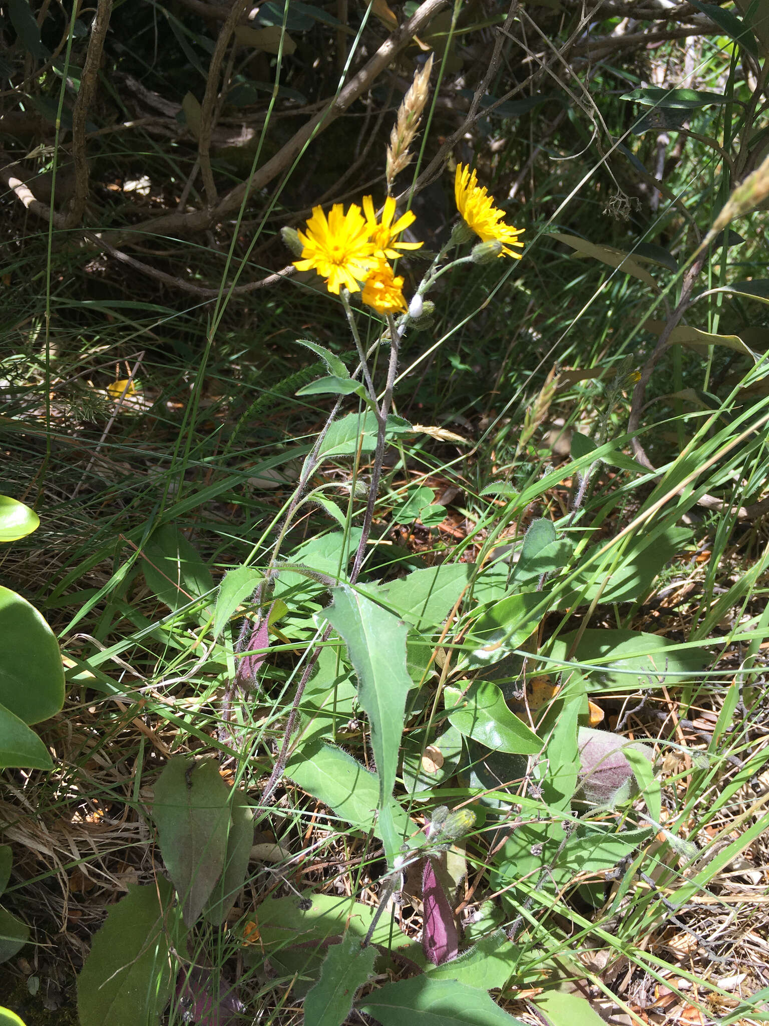 Image of Hieracium lepidulum (Stenstr.) Dahlst.