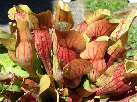 Image of purple pitcherplant