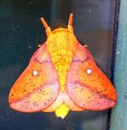 Image of Orange-tipped oakworm moth