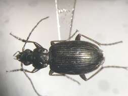 Image of Agonum (Olisares) excavatum Dejean 1828