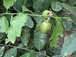 Слика од Capparis micracantha DC.