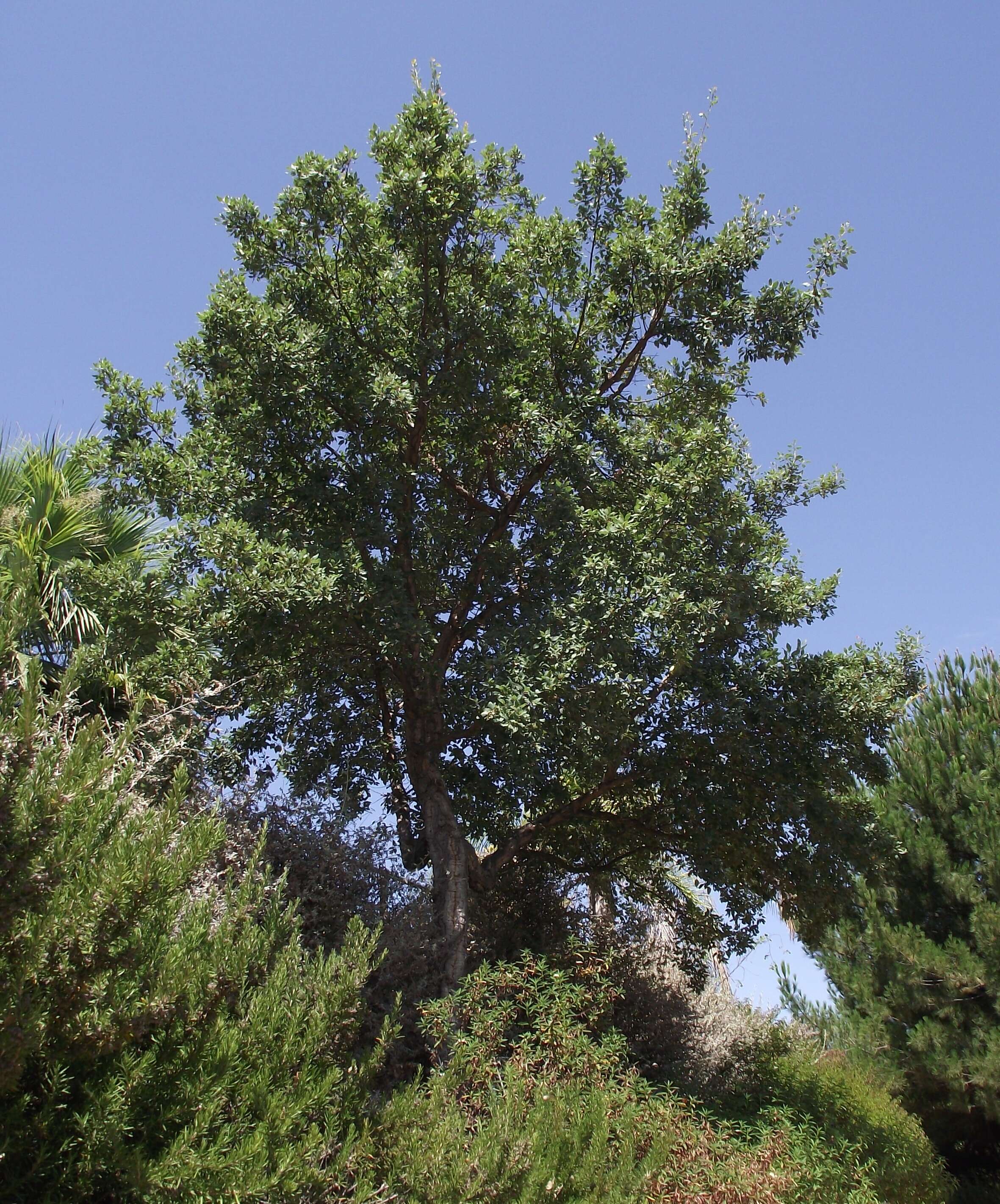 Image of Cork Oak