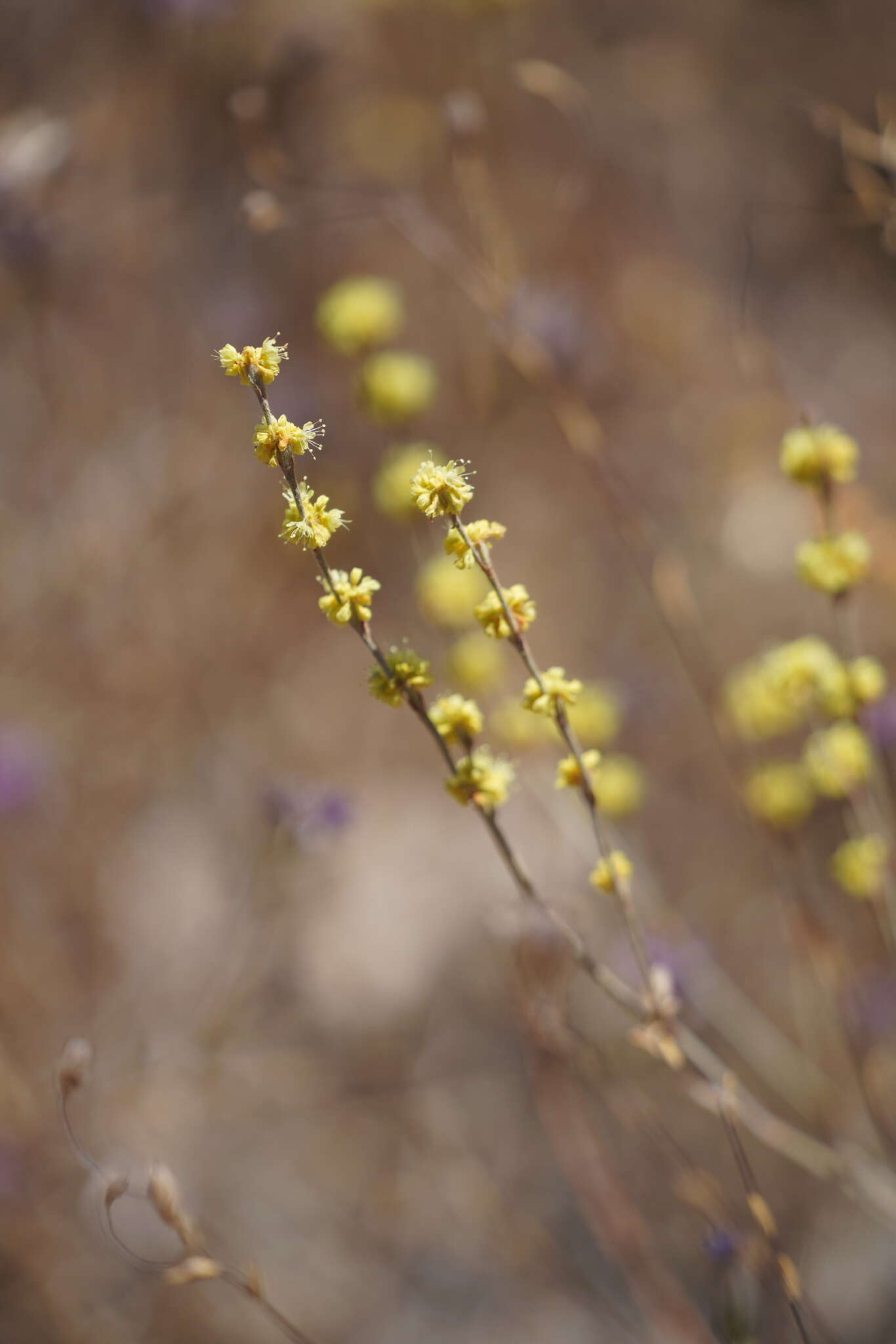 Image of wand buckwheat