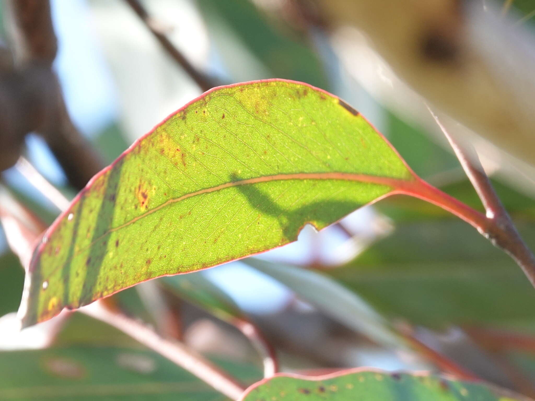 Image of brown stringybark