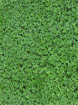 Image of white clover