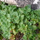 Image of Pyrenean Germander