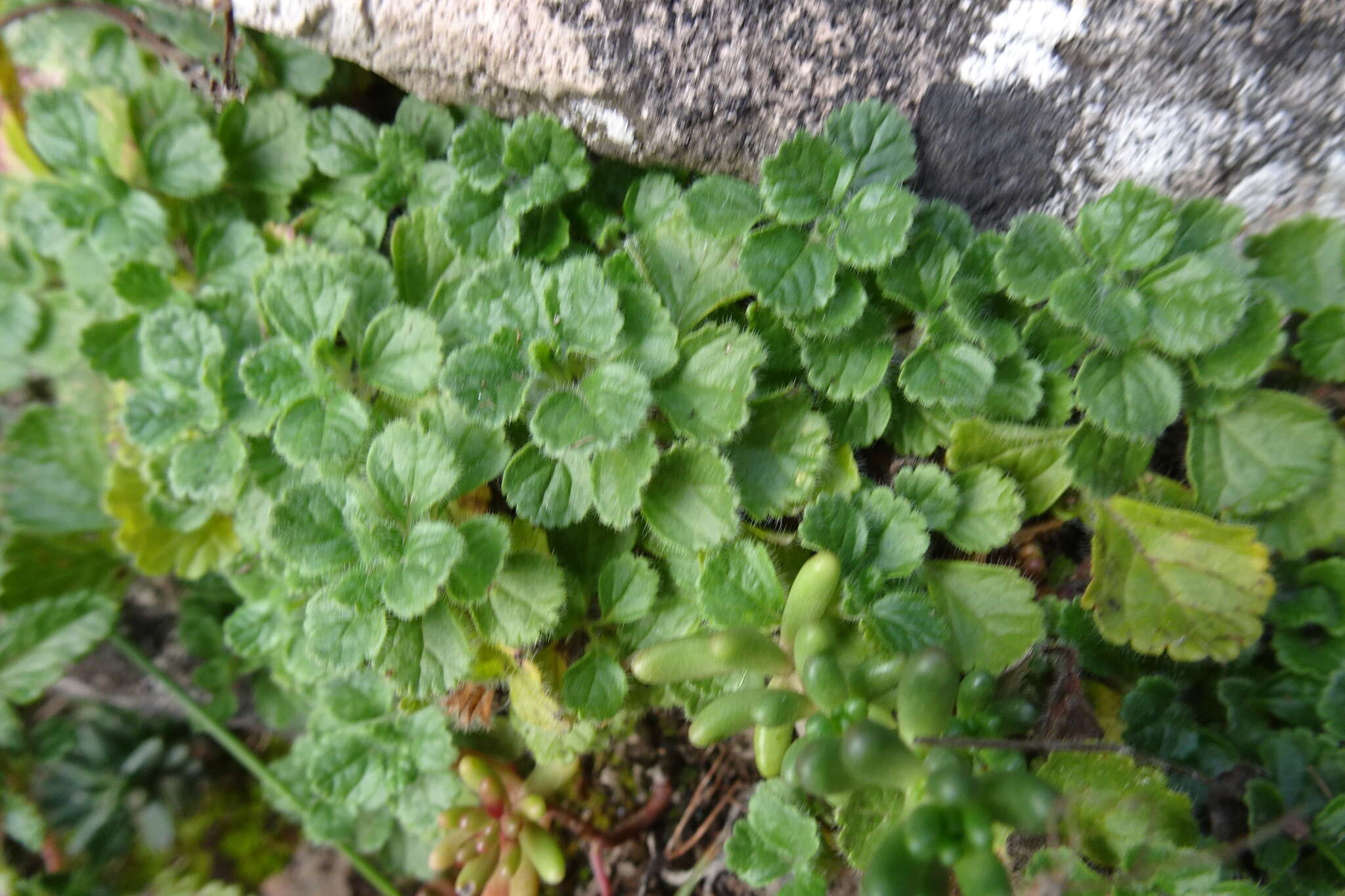 Image of Teucrium pyrenaicum L.