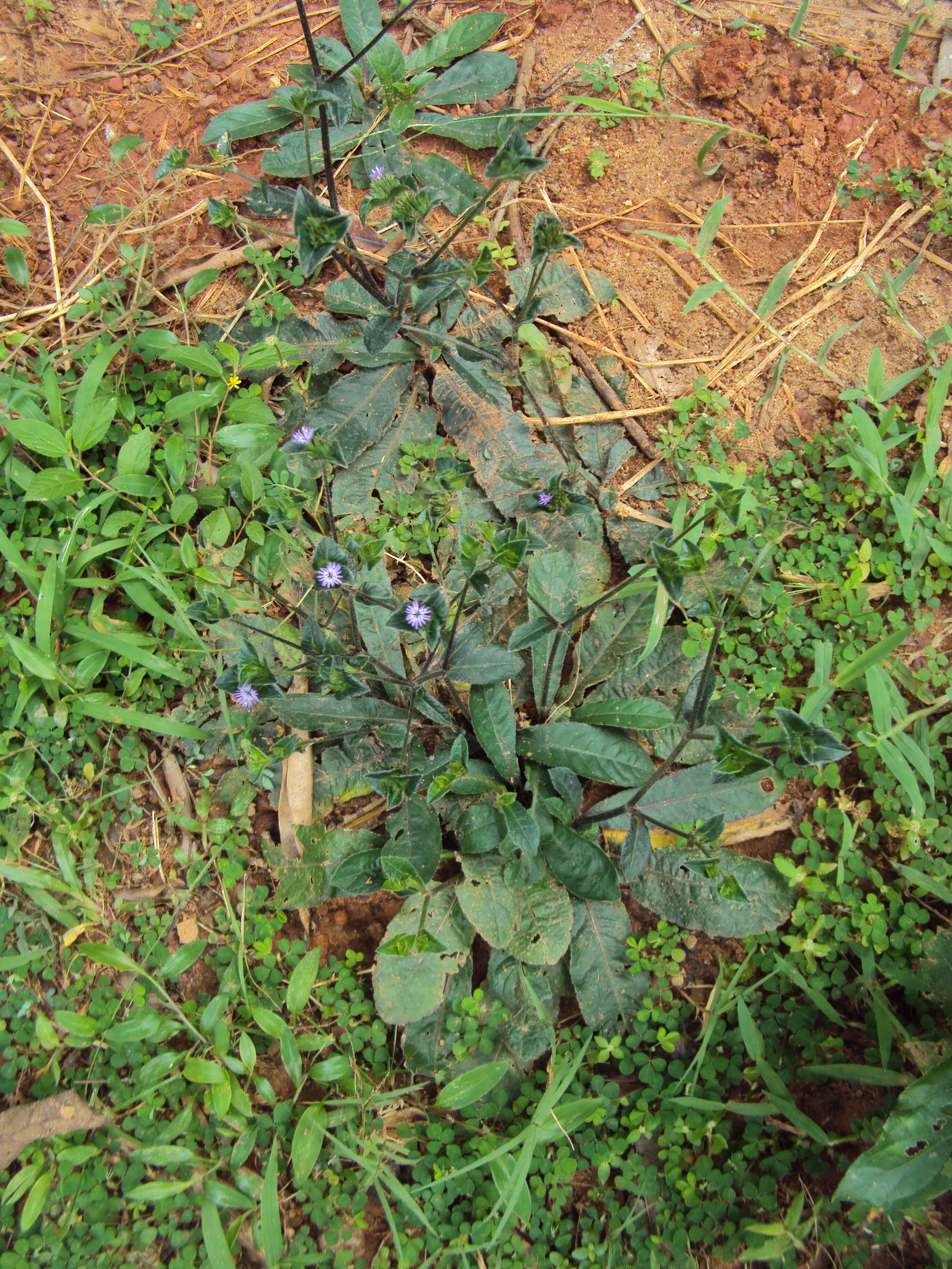 Image of elephant's foot