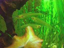 Image of Glass catfish