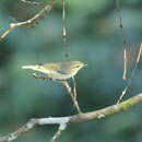 Imagem de Phylloscopus nitidus Blyth 1843