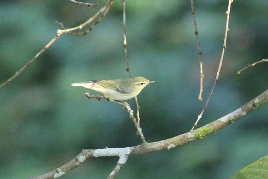 Image of Green Warbler