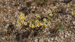 Image of Lemmon's linanthus