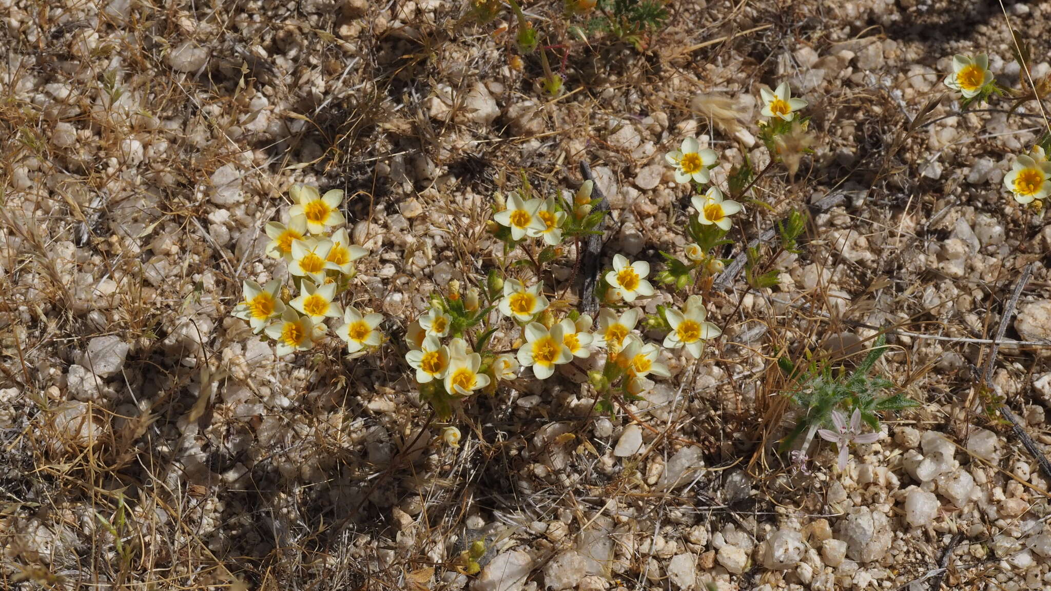 Plancia ëd Leptosiphon lemmonii (A. Gray) J. M. Porter & L. A. Johnson