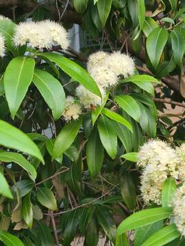 Sivun Backhousia citriodora F. Müll. kuva