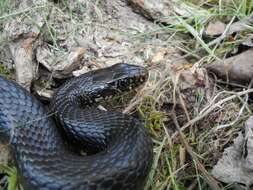 Image of Western whip snake