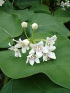 Image of Marsdenia sinensis Hemsl.