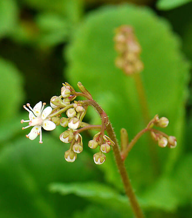 Sivun Saxifraga polita (Haw.) Link kuva