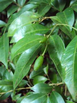 Image of orange jasmine