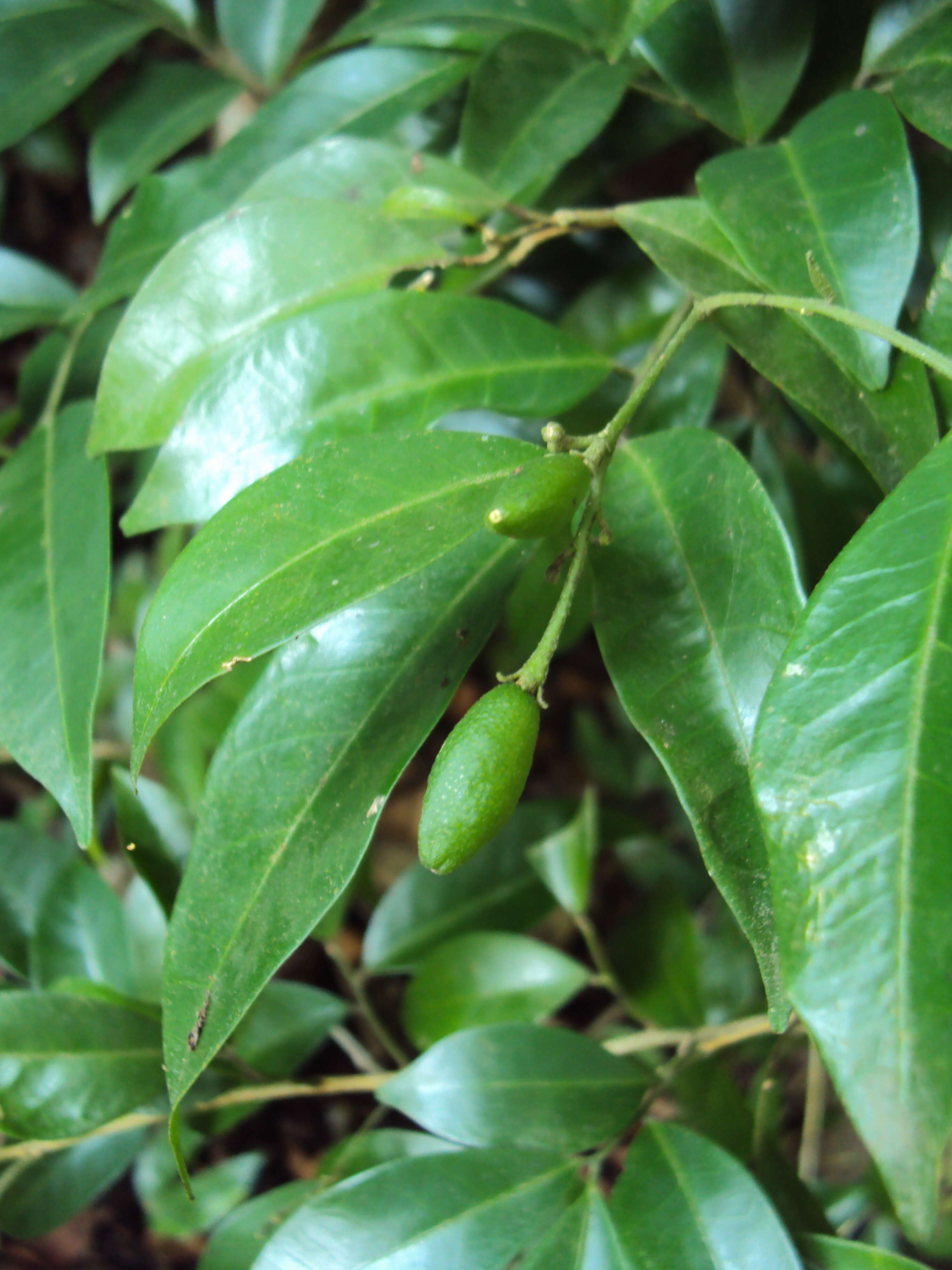 Image of orange jasmine