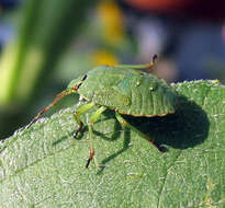 Image of Green shield bug