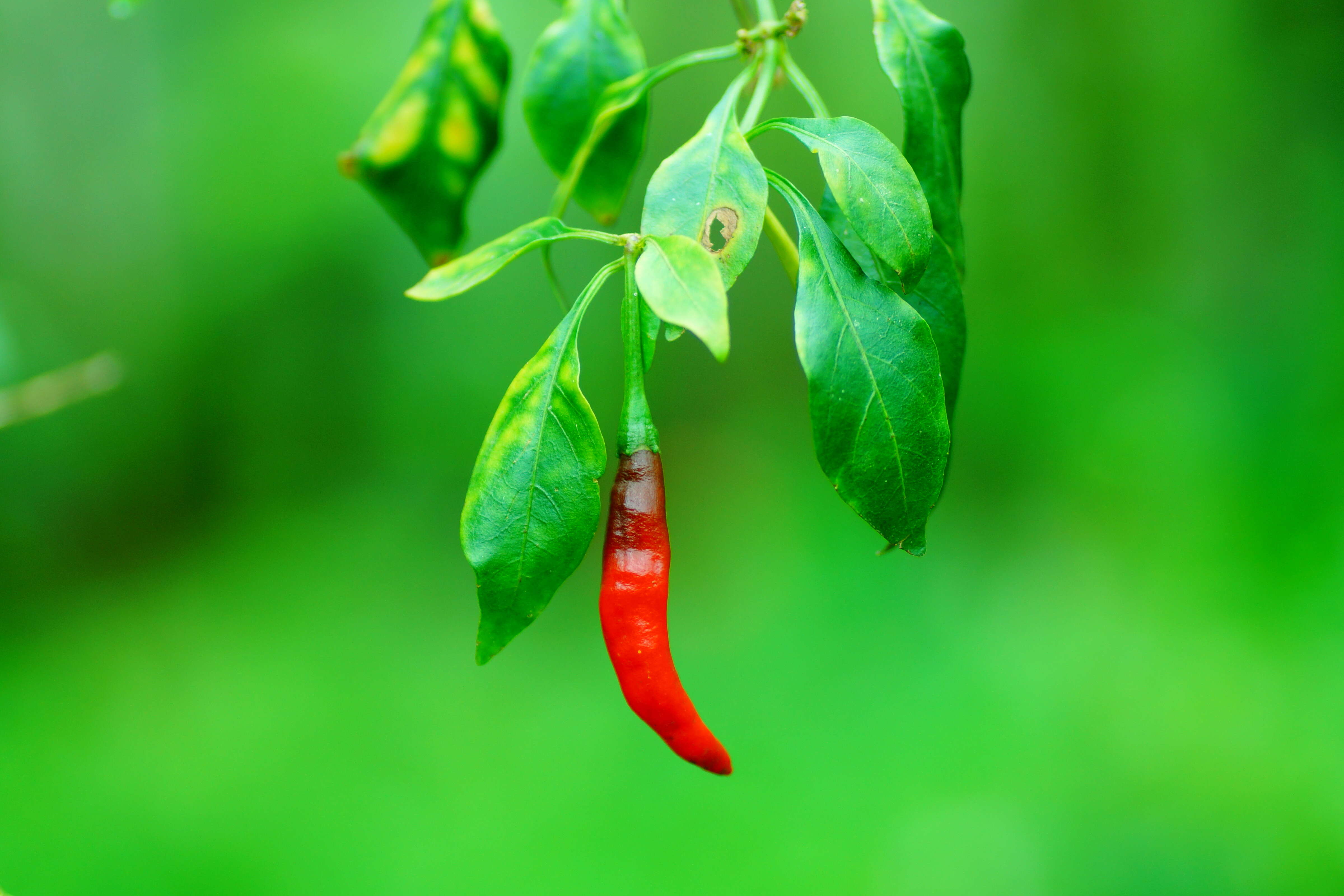 Image of Capsicum frutescens L.