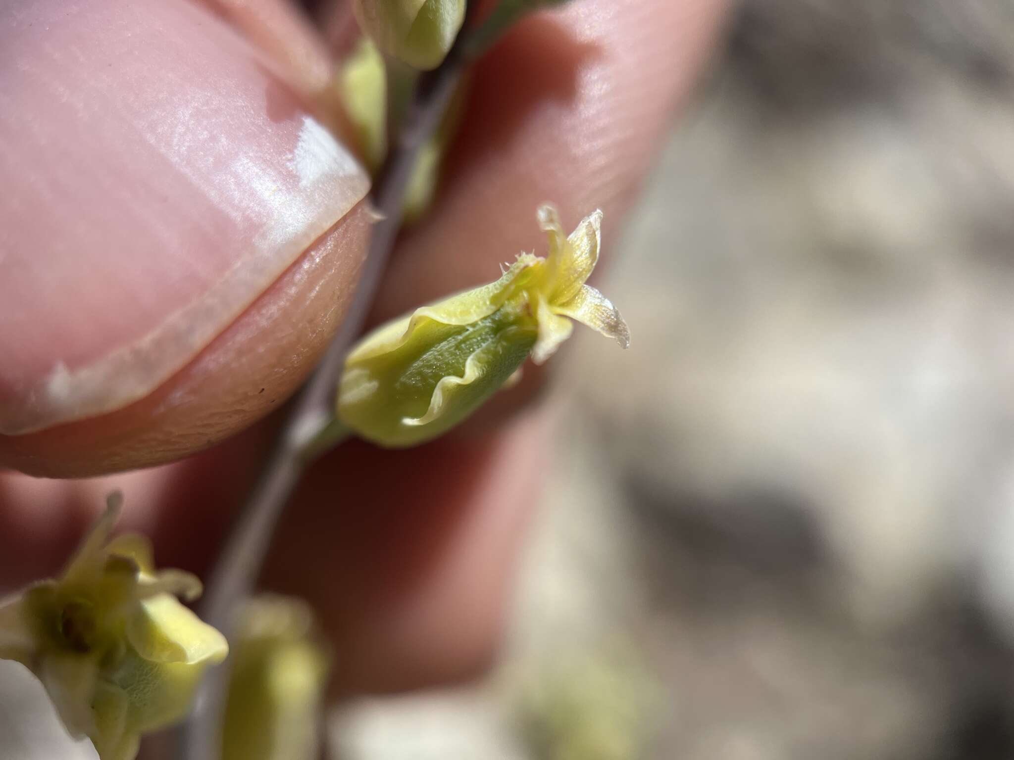 Image of Laguna Mountain jewelflower