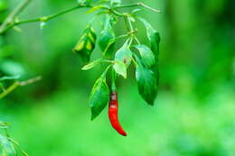 Image of Capsicum frutescens L.