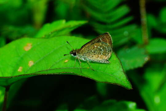 Image of Pygmy Scrub-hopper