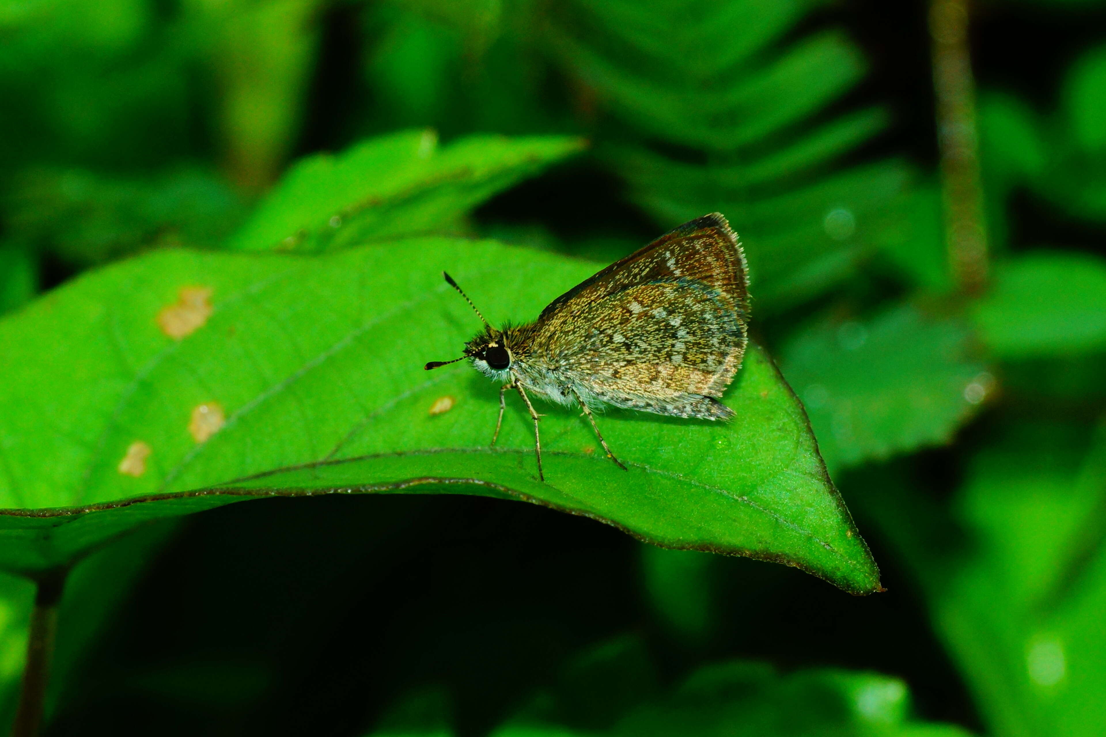 Aeromachus pygmaeus Fabricius 1775 resmi