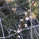 Image of Stylidium graminifolium Sw. ex Willd.