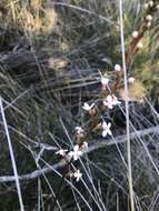 Image of Stylidium graminifolium Sw. ex Willd.