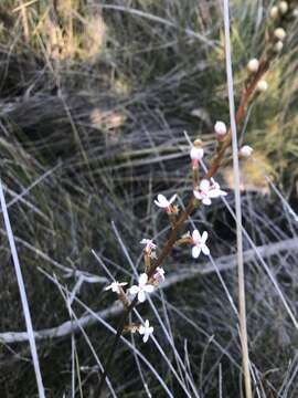 Stylidium graminifolium Sw. ex Willd. resmi