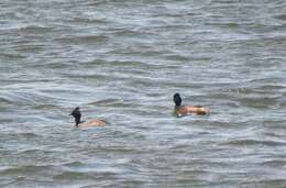 Imagem de Podiceps nigricollis gurneyi (Roberts 1919)