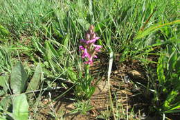 Image of Disa stachyoides Rchb. fil.