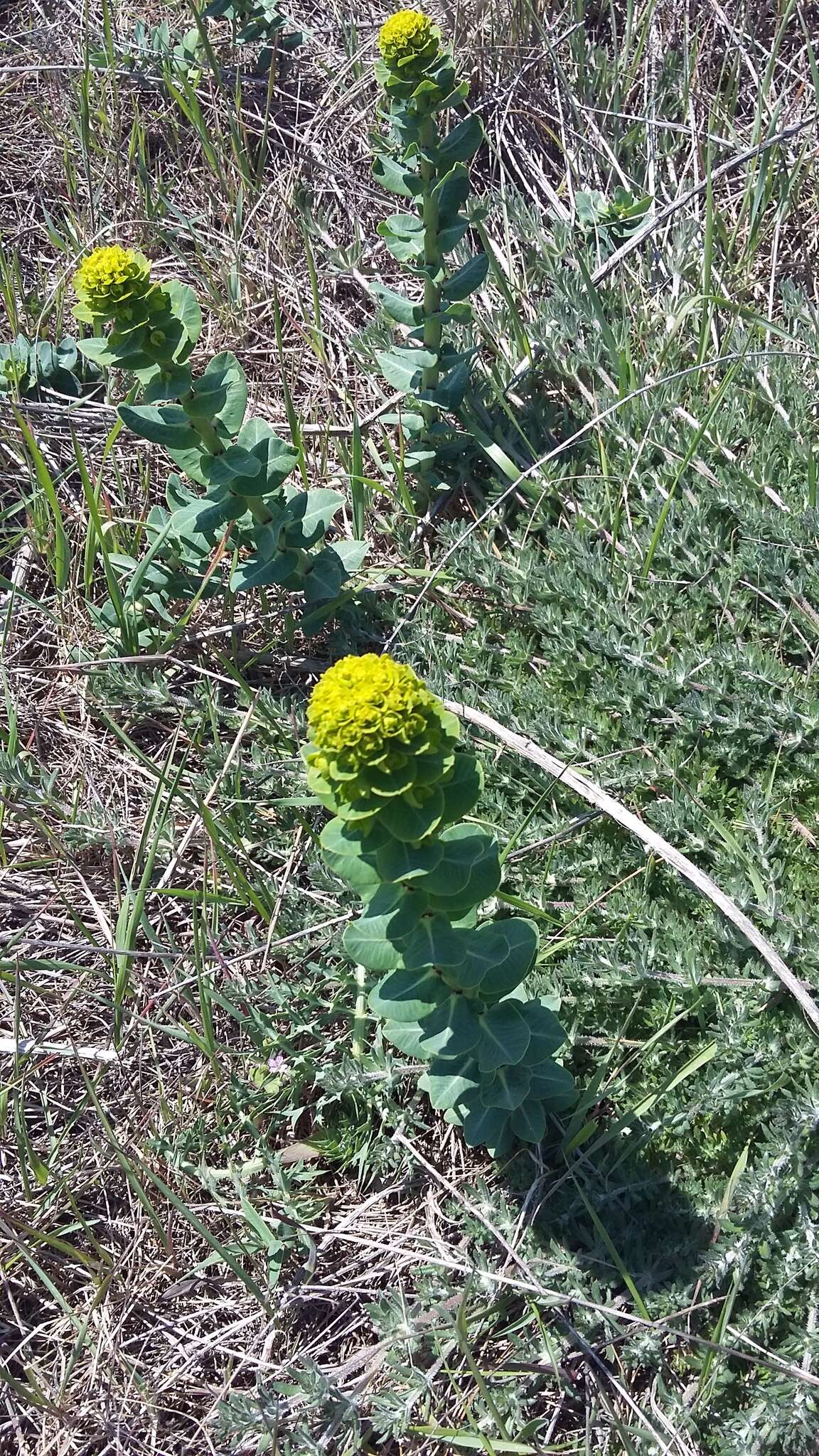 Imagem de Euphorbia agraria M. Bieb.